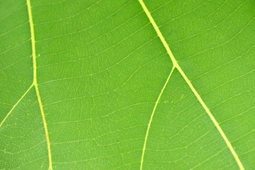 pattern of green leaf