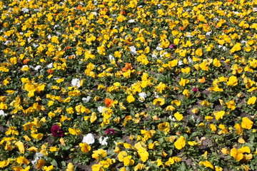  background of colorful flowers