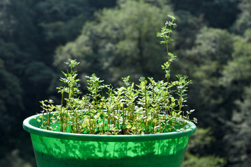 Plants in the pot. Nepal