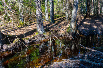 magical and ecological scandinavian forest