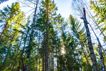 magical and ecological scandinavian forest