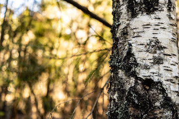 magical and ecological scandinavian forest