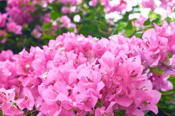Pink bougaville flowers with green leaves. 