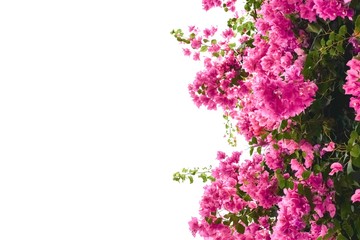 Pink bougaville flowers with green leaves. 