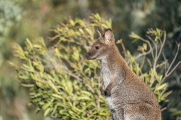 Wallaby in Tasmania, Australia