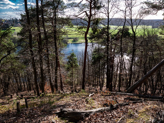 forest1