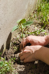 Planting castor near the wall