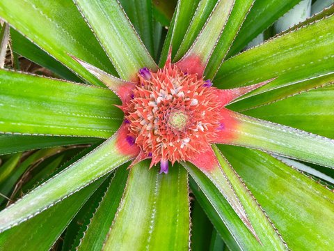 fleur ananas