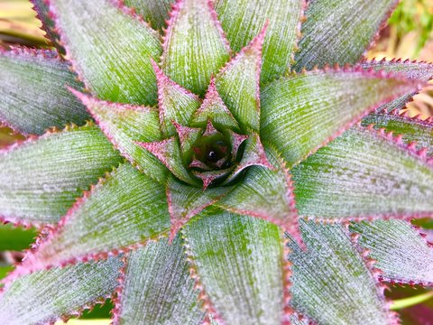 ananas
