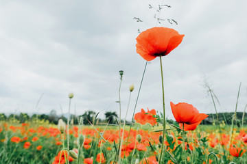 Red poppy flower in bloom, summer field, cloudy sky