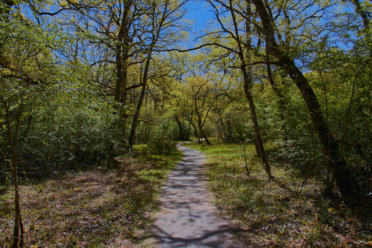 Orgi Forest in Ulzama. Near the town of Lizaso to be able to walk in the nature between centennial oaks