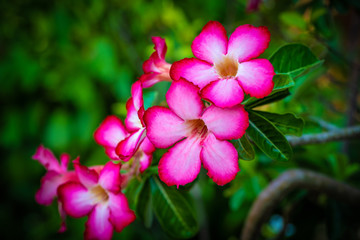 Pink Adenium  flower
