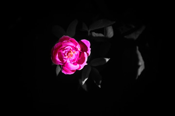 Fototapeta na wymiar rose on a black background