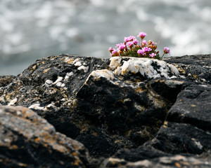 the most beautiful island in Ireland : INISHBOFIN