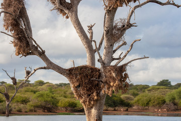 kruger mpumalanga national park south africa
