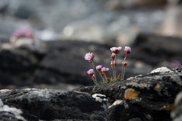 the most beautiful island in Ireland : INISHBOFIN