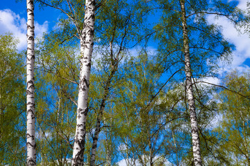 Fototapeta premium Birch grove. Forest on a sunny day.