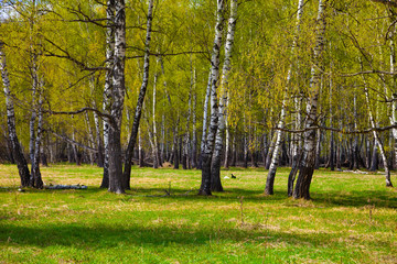 Fototapeta premium Birch grove. Forest on a sunny day.
