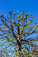 Spherical crown of lime tree