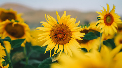 Fototapeta premium Sunflower field