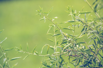 Obraz na płótnie Canvas Green goji bush. Goji leaves on branch