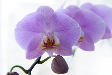 Fototapeta na wymiar Colorful blooming of orchid flower close up