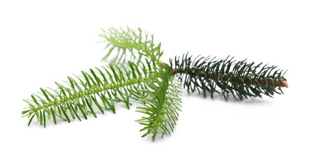 Pine branch, twig isolated on white background