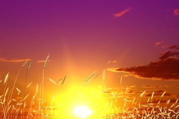 industrial 3D illustration of awesome wheat field, wheat spikelets on sunset sky background - farming concept