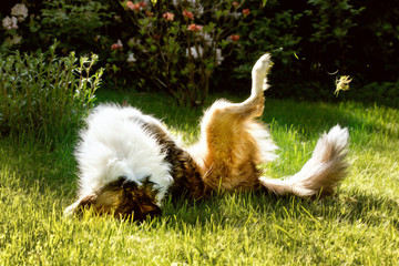 Obraz premium Border Collie