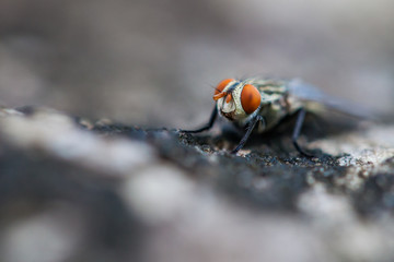Close-up photos Family - Sarcophagidae on bark