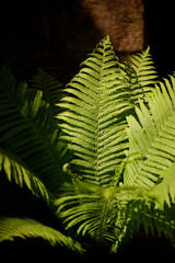 Fern in the forest illuminated by hard light. Nature and greenery.
