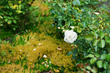  White rose blooms in the garden