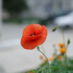 red poppy in field