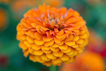 Orange Zinnia Flower Close up