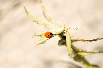 Cute orange ladybug on the leaves of a plant with very soft and blur background. Useful insect for control pest.