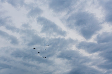 a flock of birds fly in the sky against the background of a beautiful sky and clouds. birds in the blue sky.