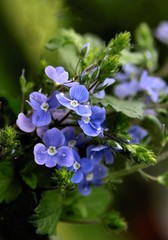 blue flowers of Bird's eye plant at spring,