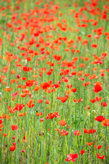 Obraz premium Poppies in a field, summer background
