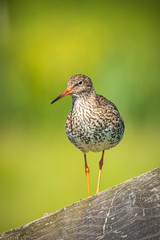 common redshank (tringa totanus) in farmland