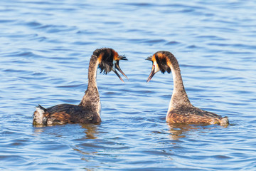Great crested grebe Podiceps cristatus mating during Springtime