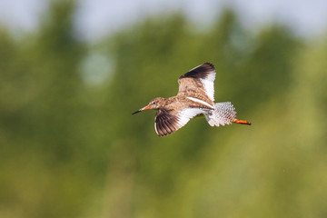 common redshank bird tringa totanus in flight