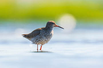 common redshank tringa totanus wading bird