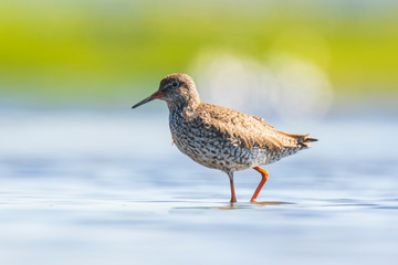 common redshank tringa totanus wading bird