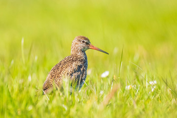 common redshank (tringa totanus) in farmland