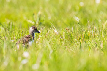 Northern lapwing chick Vanellus vanellus wading bird in a meadow