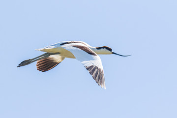 Pied Avocet Recurvirostra avosetta in flight