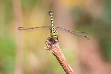Small pincertail or green-eyed hook-tailed dragonfly, Onychogomphus forcipatus resting in sunlight on vegetation.