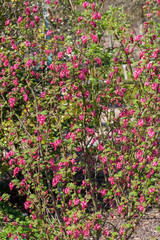 Fototapeta premium Ribes sanguineum 'King edward VII' an early spring dark red flower shrub commonly known as flowering currant