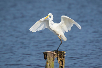 Great egret Ardea alba waterfowl closeup