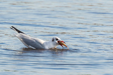 Black-headed gull, Chroicocephalus ridibundus, catching a fish